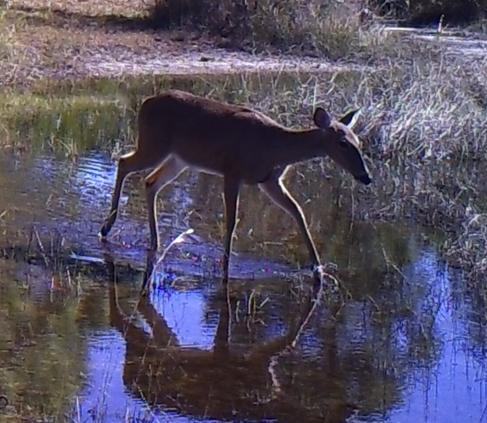 24. Deer in a pond